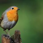 The Living Forest (720) : Robin