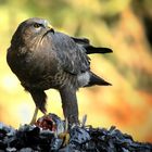 The Living Forest (721) : Buzzard