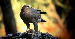 The Living Forest (721) : Buzzard