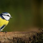 The Living Forest (722) : Blue Tit