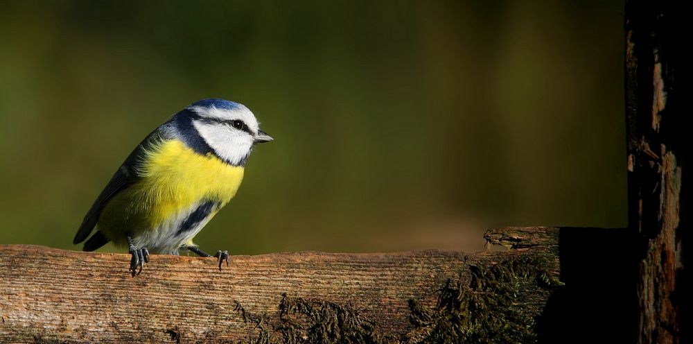 The Living Forest (722) : Blue Tit