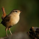 The Living Forest (724) : Wren