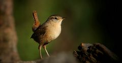 The Living Forest (724) : Wren