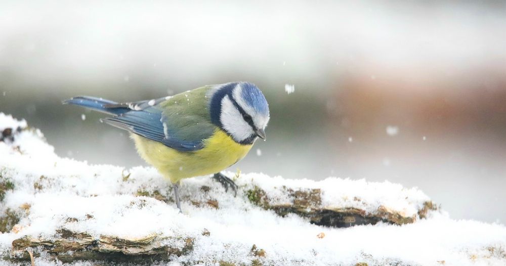 The Living Forest (725) : Blue Tit