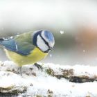 The Living Forest (725) : Blue Tit