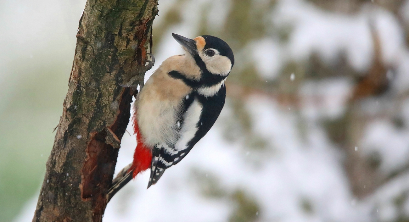 The Living Forest (726) : Great Spotted Woodpecker