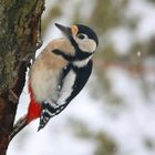 The Living Forest (726) : Great Spotted Woodpecker