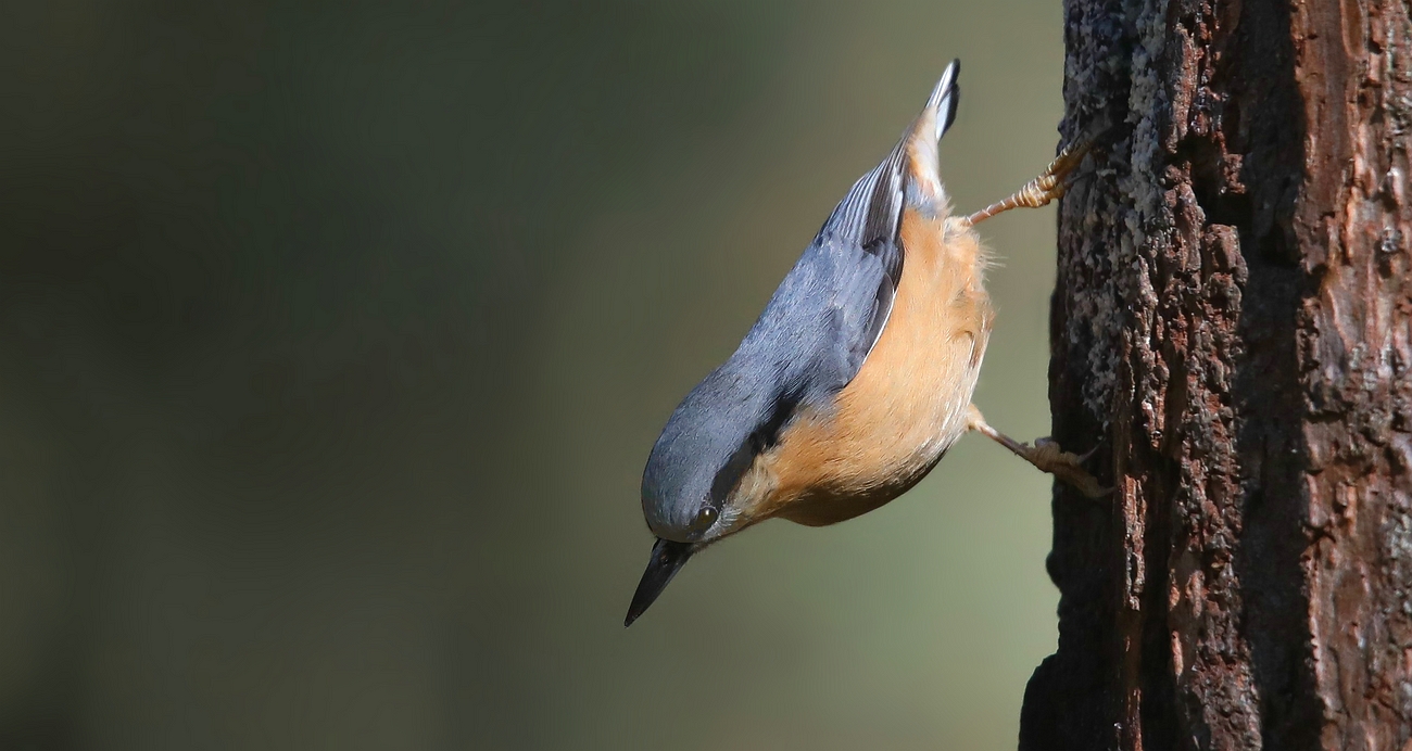 The Living Forest (727) : Nuthatch