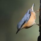 The Living Forest (727) : Nuthatch