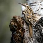 The Living Forest (728) : Short-toed treecreeper