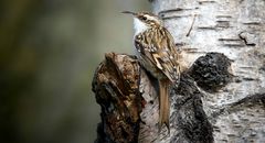 The Living Forest (728) : Short-toed treecreeper