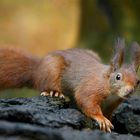 The Living Forest (729) : Red Squirrel