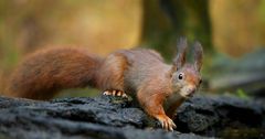 The Living Forest (729) : Red Squirrel