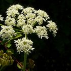 The Living Forest (73) : Cow Parsley