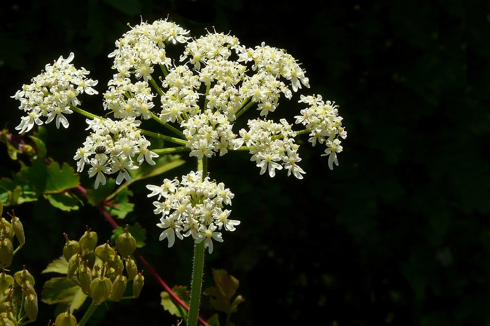 The Living Forest (73) : Cow Parsley