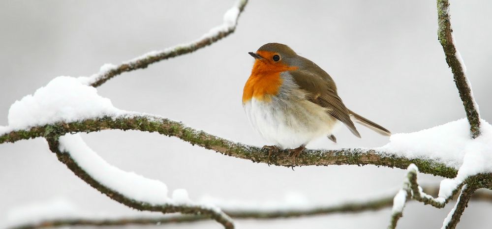 The Living Forest (730) : Robin