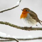 The Living Forest (730) : Robin