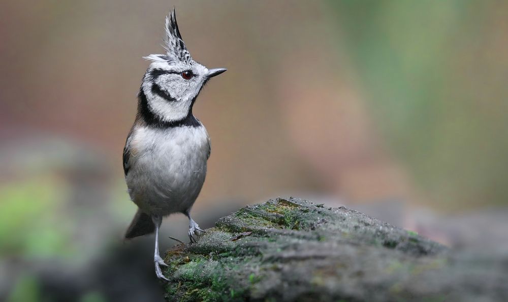 The Living Forest (732) : Crested Tit