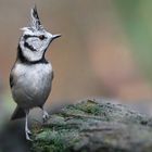 The Living Forest (732) : Crested Tit