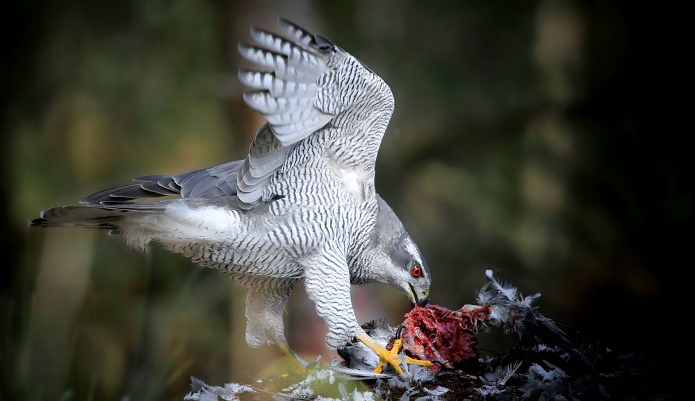 The Living Forest (733) : Northern Goshawk