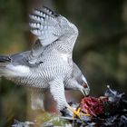 The Living Forest (733) : Northern Goshawk