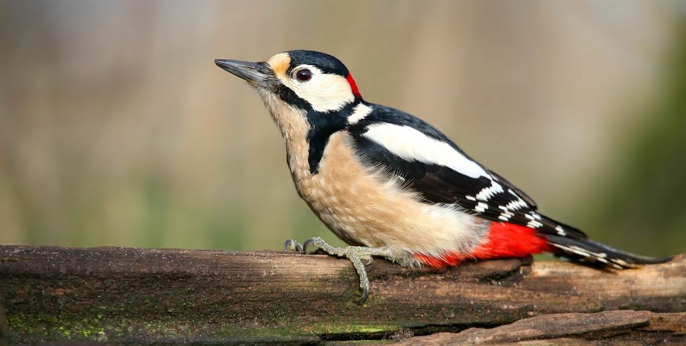 The Living Forest (734) : Great Spotted Woodpecker