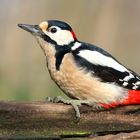 The Living Forest (734) : Great Spotted Woodpecker