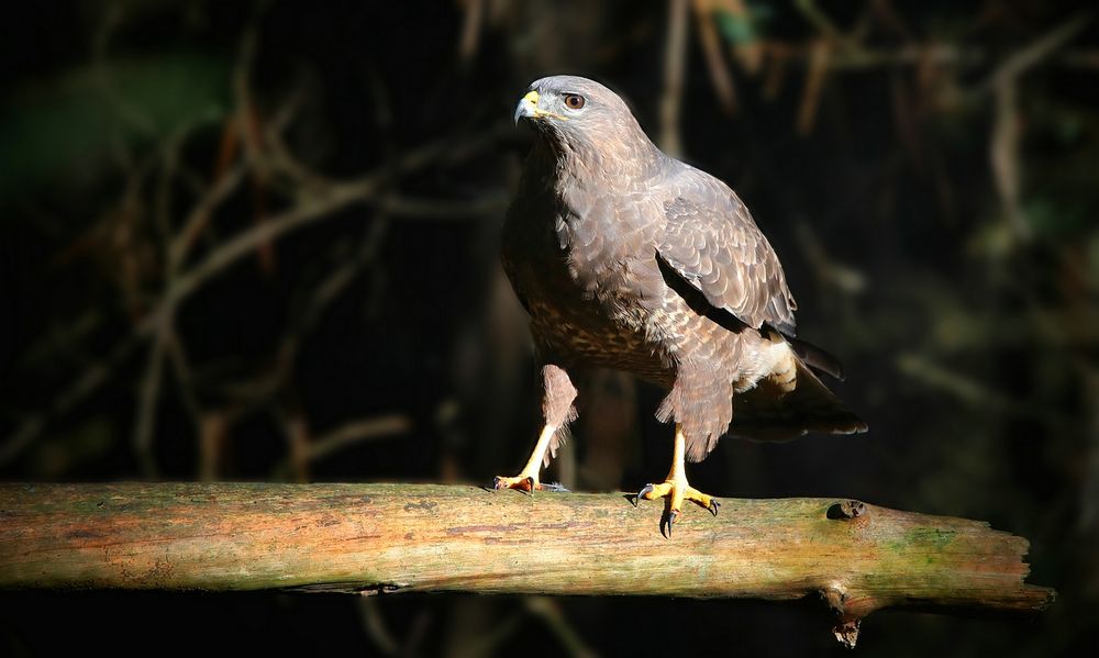 The Living Forest (735) : Buzzard