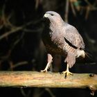 The Living Forest (735) : Buzzard