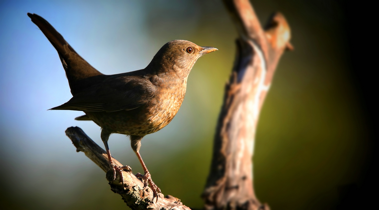 The Living Forest (736) : Blackbird