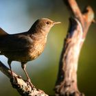 The Living Forest (736) : Blackbird