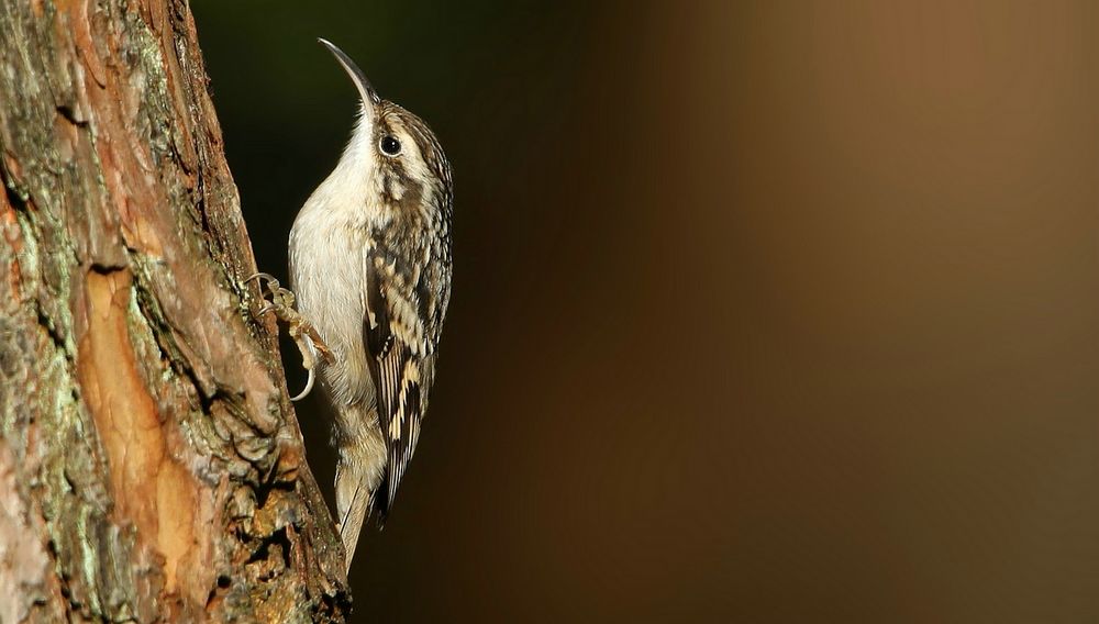 The Living Forest (737) : Short-toed treecreeper