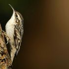 The Living Forest (737) : Short-toed treecreeper