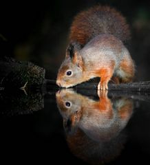 The Living Forest (738) : Thirsty squirrel