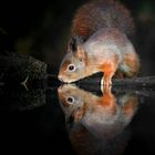 The Living Forest (738) : Thirsty squirrel