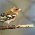 The Living Forest (740) : Chaffinch