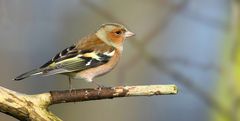 The Living Forest (740) : Chaffinch