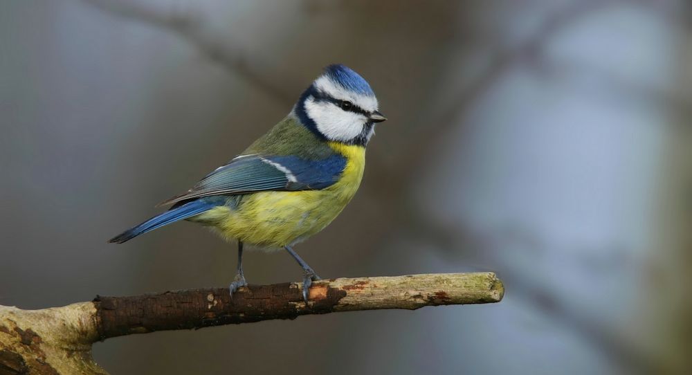 The Living Forest (741) : Blue Tit