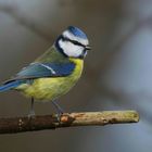 The Living Forest (741) : Blue Tit