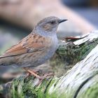 The Living Forest (742) : Dunnock