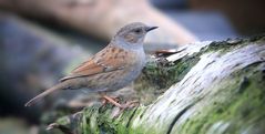 The Living Forest (742) : Dunnock