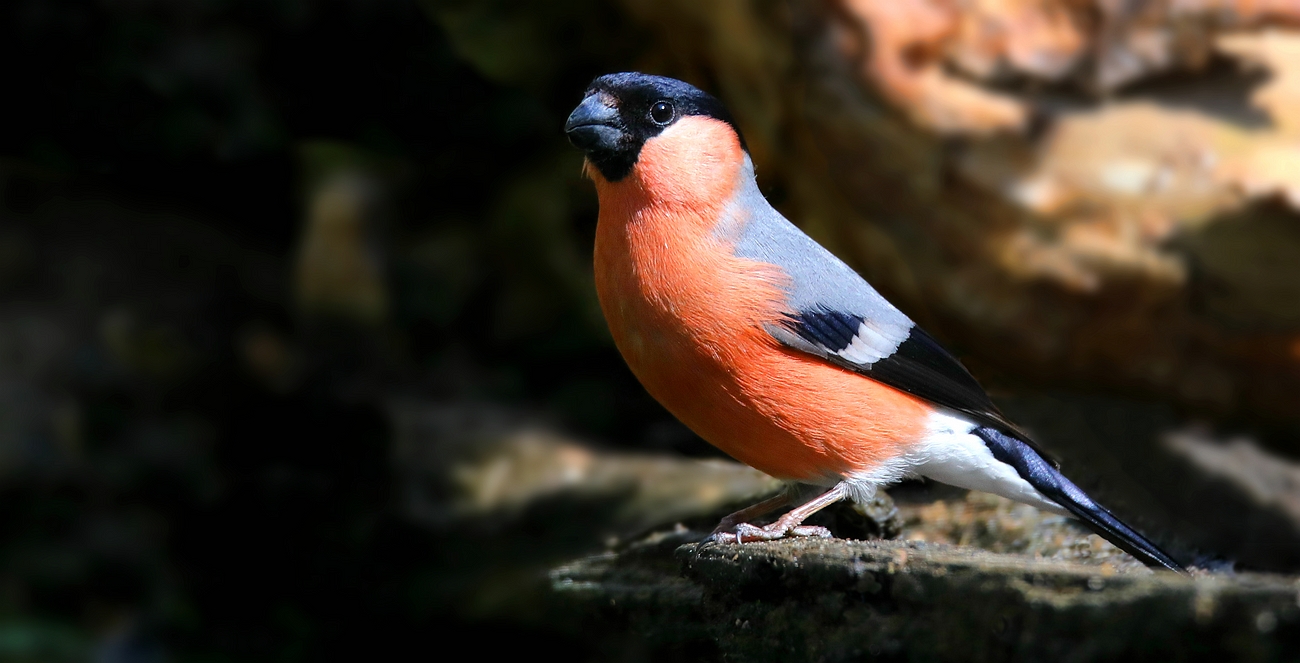 The Living Forest (743) : Bullfinch