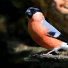 The Living Forest (743) : Bullfinch