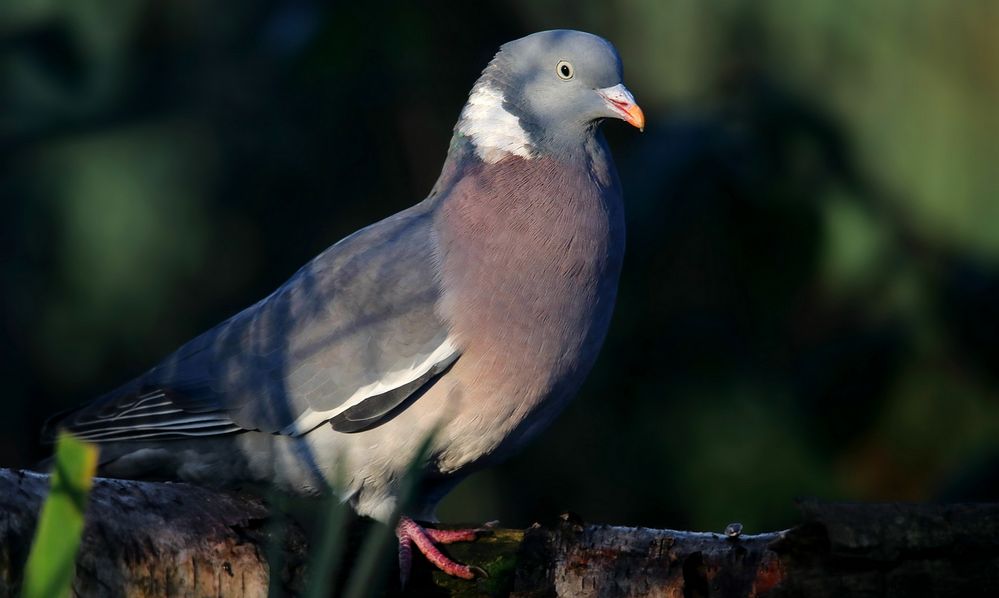 The Living Forest (745) : Wood Pigeon