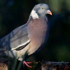 The Living Forest (745) : Wood Pigeon