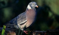 The Living Forest (745) : Wood Pigeon
