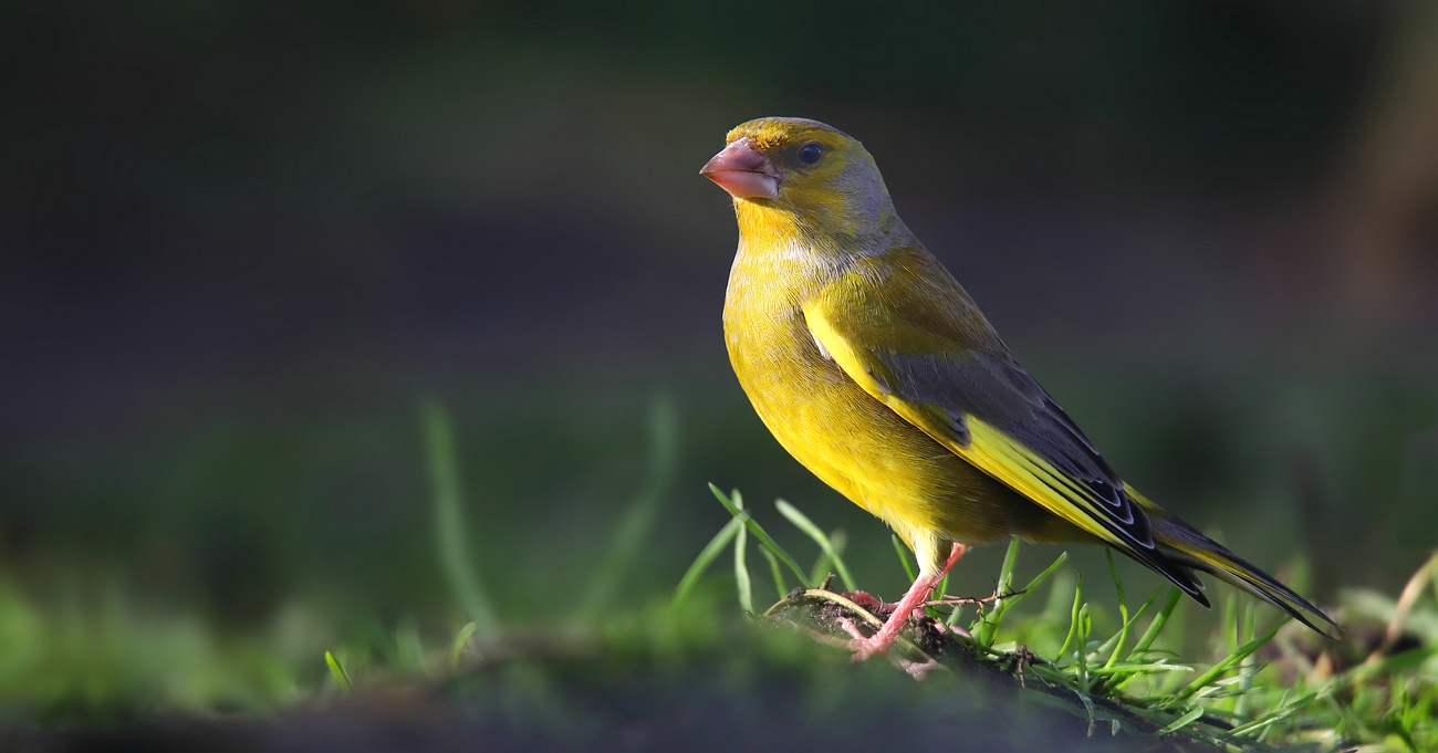 The Living Forest (746) : Greenfinch 