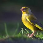 The Living Forest (746) : Greenfinch 