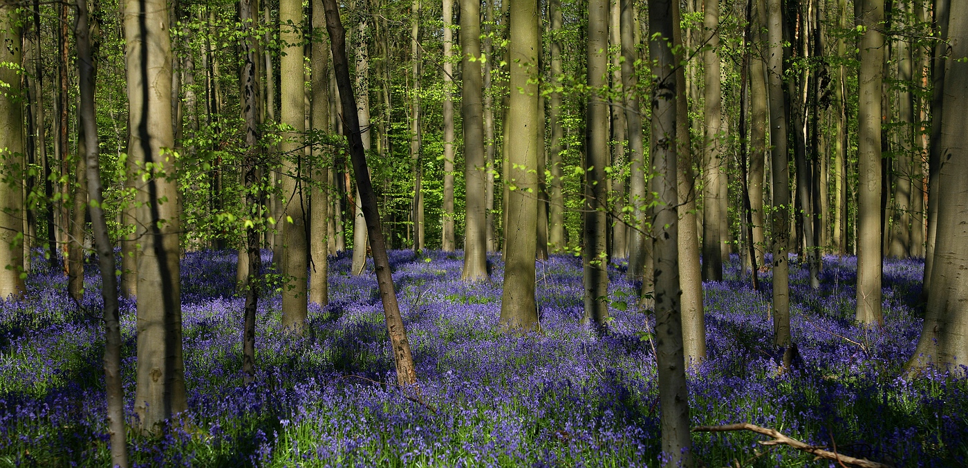 The Living Forest (747) : A sea of Bluebells 