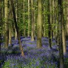 The Living Forest (747) : A sea of Bluebells 